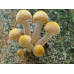 Мицелий Опенка осеннего / Опенок настоящий (Armillaria mellea) Мицелий Опенка осеннего / Опенок настоящий (Armillaria mellea)